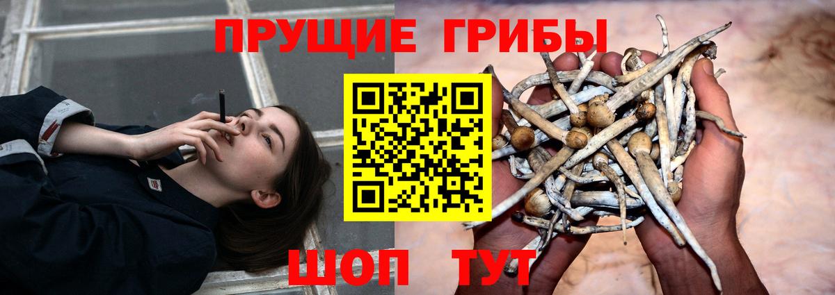Псилоцибиновые грибы Psilocybe Кудымкар